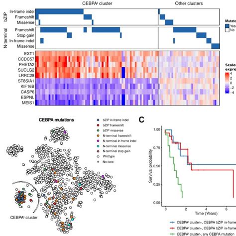 The Cebpa T Cluster Gene Expression Signature Indicates A Favourable Download Scientific