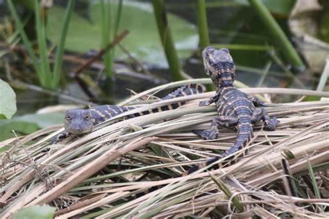 American Alligator From Miami Dade County Everglades National Park Us