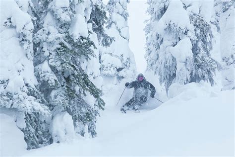 Man Skiing Through Trees On Snowy Day by Noah Clayton