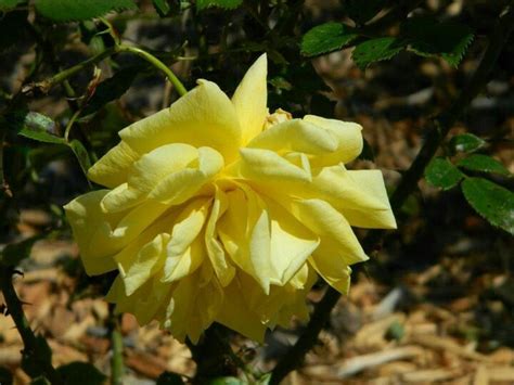 Yellow Flower Yellow Flowers Flowers Plants