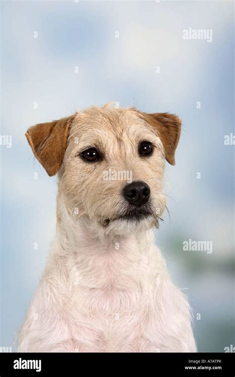Parson Russell Terrier Stock Photo Alamy