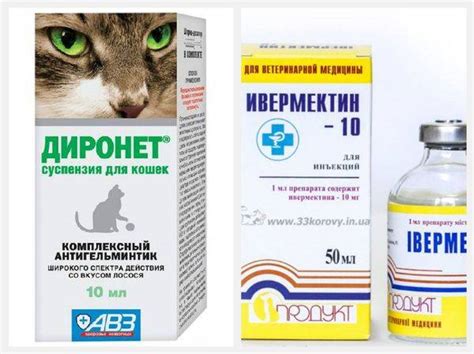 Уколы от лишая для кошек - какие делать и когда