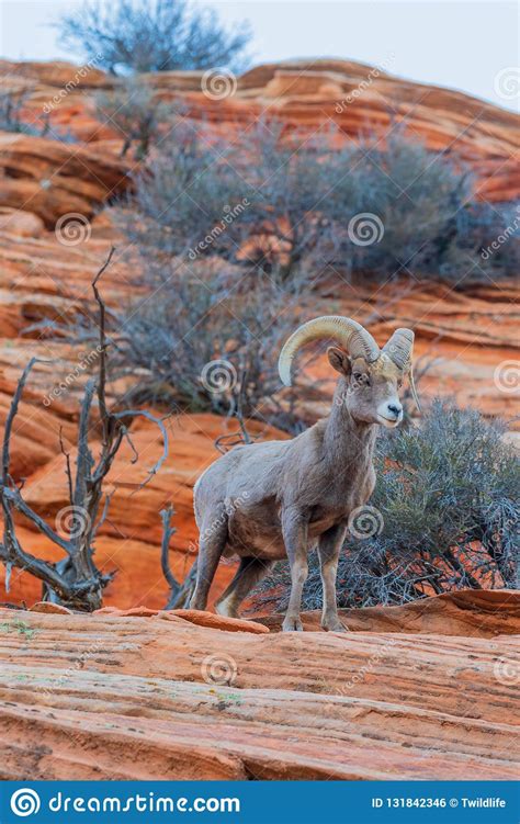 Desert Bighorn Sheep Ram In Red Rocks Stock Photo Image Of Mammal