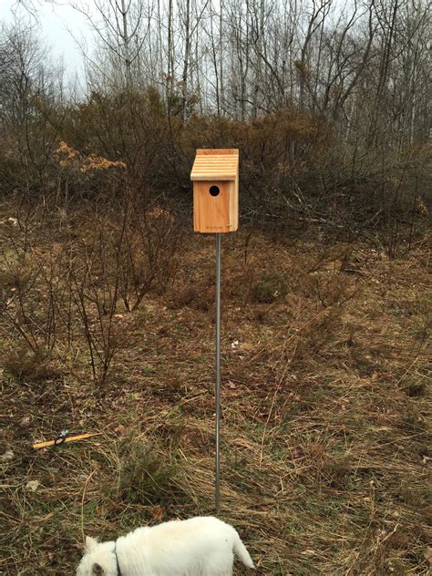 Putting Up Eastern Bluebird Nest Boxes Stephi Gardens