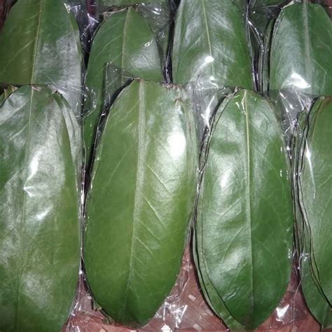 Soursop Fruit Etsy