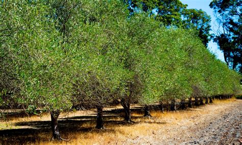 Olea Barouni Olive Pot Hello Hello Plants