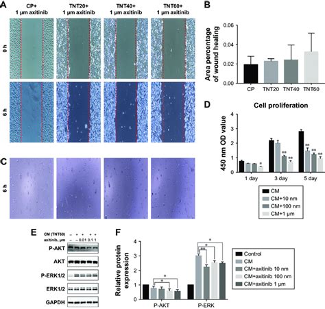 Axitinib Inhibited Endothelialization Notes A Representative Images