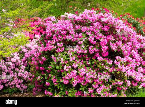 Planta De Rododendro Rosa Fotografías E Imágenes De Alta Resolución Alamy