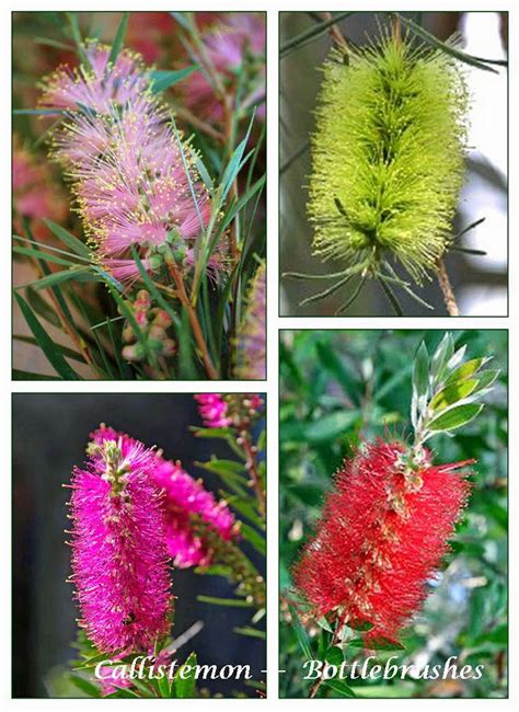 A Passion For Flowers Callistemon The True Bottlebrushes