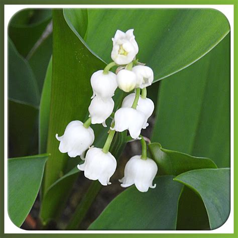 Photo 173-MUGUET DU JARDIN