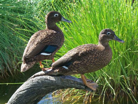 Laysan Duck Pair On Eastern Island On Midway Atoll Flickr