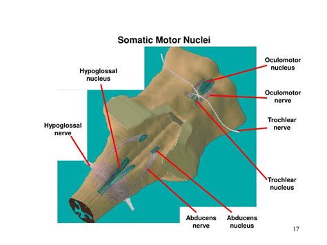 Ppt Cranial Nerves Lecture B Powerpoint Presentation Free Download