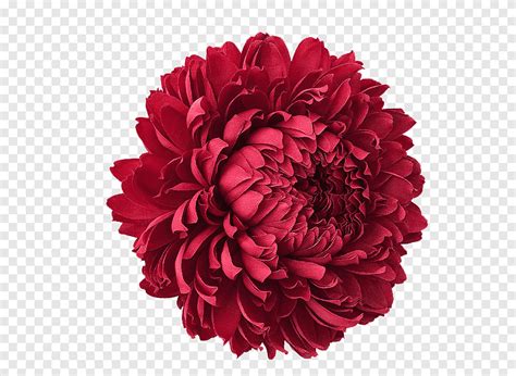 T L Chargement Gratuit Fleurs Rouges Fleur Rouge Png Pngegg