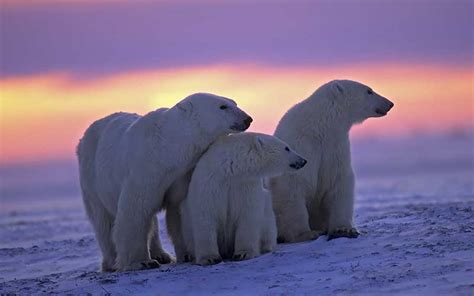 Oso Polar Informaci N Y Caracter Sticas