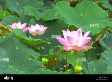 Pink Lotus Nelumbo Nucifera Gaertn Stock Photo Alamy