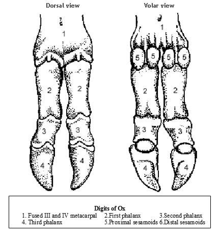 Proximal Phalanx Bone Cow