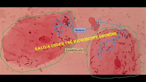 Saliva Under The Microscope Youtube