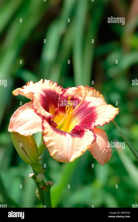 Modern Daylilyies Daylily Breeding For Color And Edging And Shape For