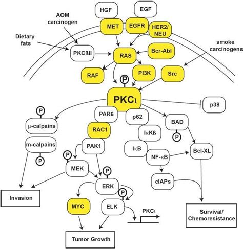 Interrrelationships Between Some Pk Dependent Pathways Pkc Egfr