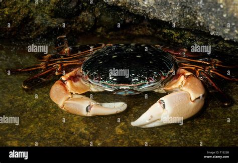 Striped Shore Crab Pachygrapsus Crassipes Hiding Under Ledge In Tide