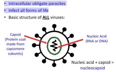 Chapter 5 Introduction To Viruses Flashcards Quizlet