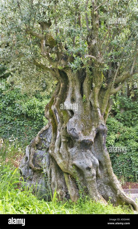 Olivenbaum Olea Europaea Knorrigen Alten Baum Italien Suedtirol