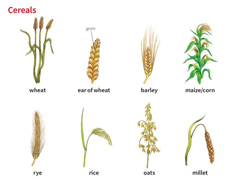 Oats Noun Definition Pictures Pronunciation And Usage Notes