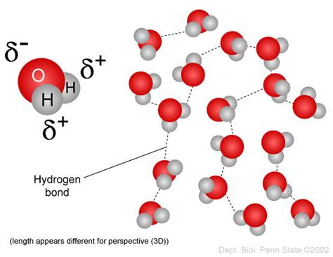 intermolecular forces - Does oxygen gas form hydrogen bonds? - Chemistry Stack Exchange