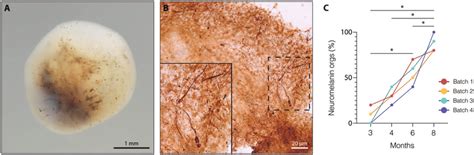 Analysis Of Neuromelanin Production During Vm Organoid Differentiation Download Scientific