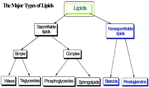 Major Types Of Lipids Fatty Acids Come Under Triglycerides According Download Scientific