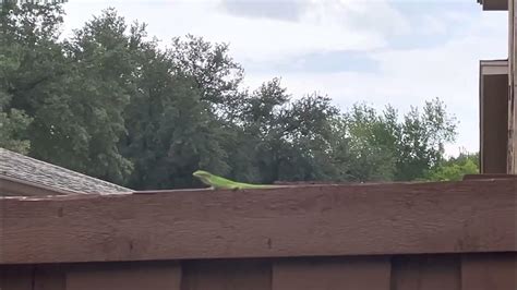 Green Anole Lizard Mating Call Youtube