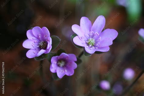 Przylaszczka Pospolita Hepatica Nobilis Stock Foto Adobe Stock