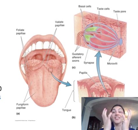 Exam Neuro Flashcards Quizlet