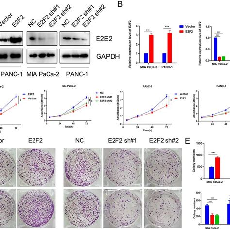 E2f2 Promotes The Proliferation Of Pancreatic Cancer Cells In Vitro