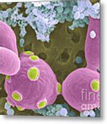 Saccharomyces Cerevisiae Sem 1 Photograph By Scimat Fine Art America