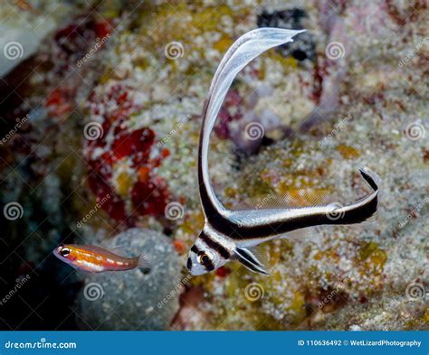 Juvenile Spotted Drum Stock Photo Image Of Animal Diving 110636492