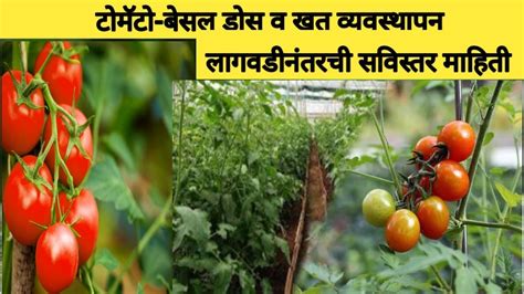 टोमॅटो बेसल डोस व लागवडीनंतरचे खत व्यवस्थापनtomatotomatoesटोमेटोशेतकरीfarmingtomatefarm