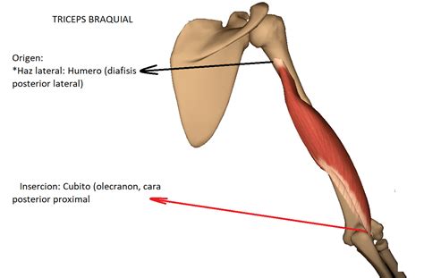 Anatomy Full Musculo Triceps Braquial