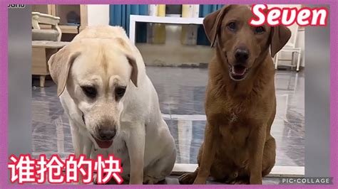 拉布拉多seven老四💕2024 4 1💕labrador Seven💕queen爱賽文一家 Seven老四小迷糊 💕 Youtube