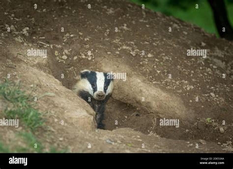 Badger Scientific Or Latin Name Meles Meles Adult Wild Badger