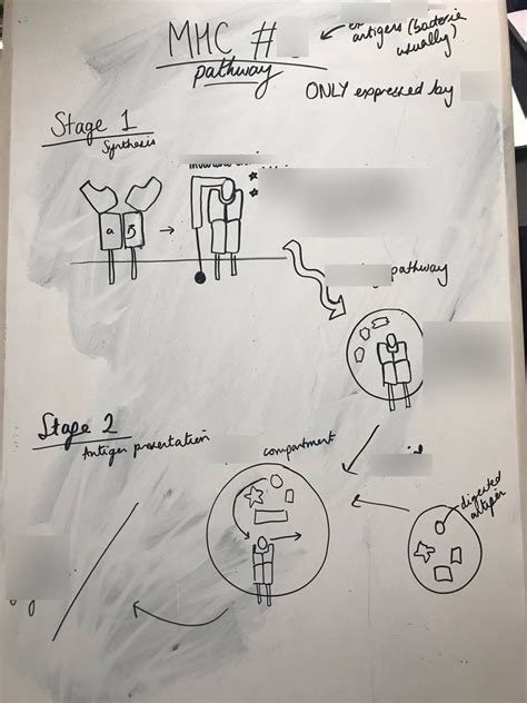 Antigen Presentation Diagram | Quizlet