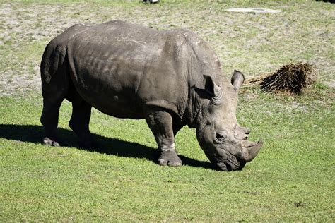 Rhino Wildlife Animal Reserve Free Photo On Pixabay Pixabay