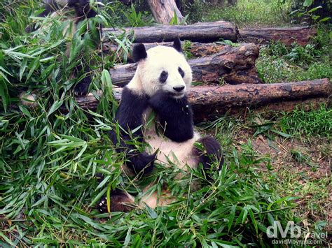 Chengdu Panda Base, China - Worldwide Destination Photography & Insights