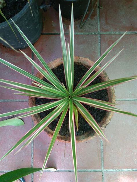 Dracena Marginata Tricolor