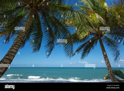 PALM TREES PLAYA PINONES BEACH LOIZA PUERTO RICO Stock Photo - Alamy