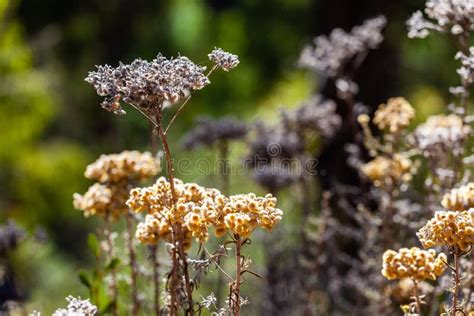 Dry Shrubs In Bright Sunlight Stock Photo Image Of Australian