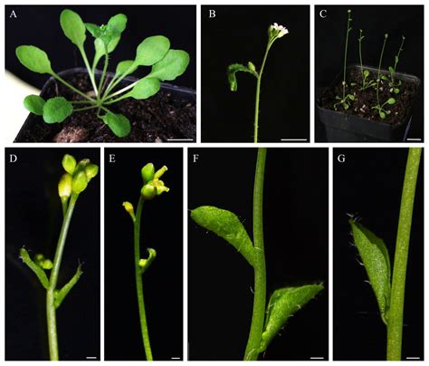 Sepallata­ Like Genes Of Isatis Indigotica Can Affect The Architecture