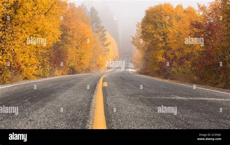 Tree-lined Road in Autumn Fog Stock Photo - Alamy