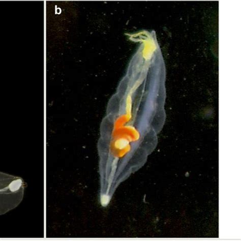 Live Specimens Of Poeobius Meseres A South Eastern Pacific SIO BIC