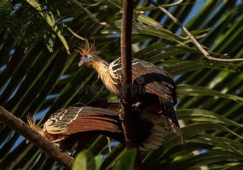 Hoatzin Bird Spreading it S Colorful Wings, Looking into the Camera ...